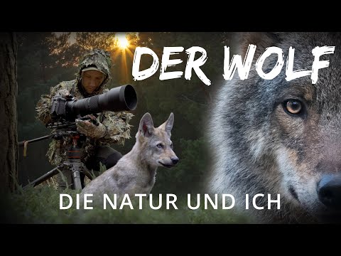 Der Wolf, die Natur und Ich | Wie Wölfe wirklich sind | Meine Erfahrung als Tierfilmer