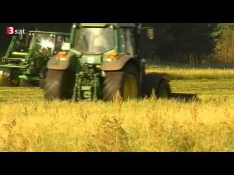 Erste Ernte des glutenfreien Teff in Deutschland