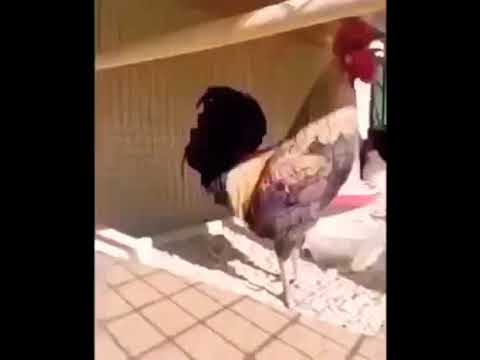 Rooster faints after crowing for too long.