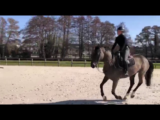 Koka&iuml;ne de Vima - Jument de 6 ans