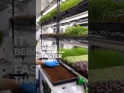 Growing with no soil? 🤯 Wat? #soil #soilless #microgreens