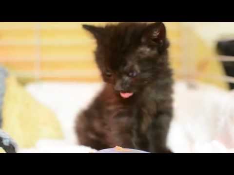 Pipitér (majdnem) önállóan táplálkozik. Hangot rá!!!