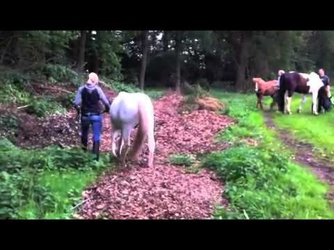 Grafschafter reitakademie