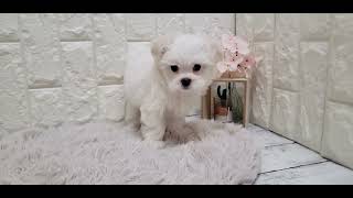 マルチーズの動画01