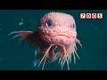 New Deep Ocean Species Discovered In The Pacific Abyss
