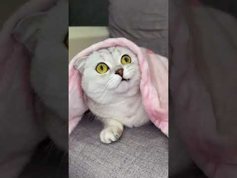 Sonya vs the Monster