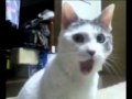 THX OMG Kitty Cat