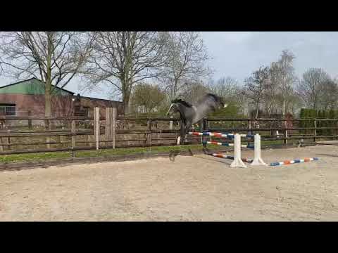 Moschino: MALITO DE REVES x NUMERO UNO