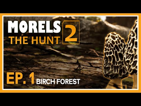 Morels: THe Hunt 2 | Ep. 1 | The Birch Forest - YouTube