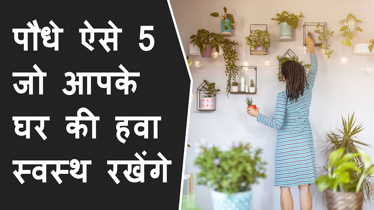Why we celebrate 5 June as world environment day? 5 Air Purifying Indoor Plants for Your Home