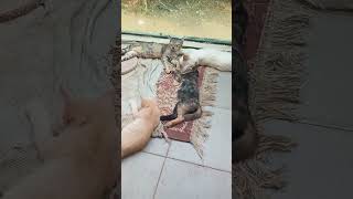 Download lagu Time Machine Cats !!!! Longest Daily Cat's Story mp3