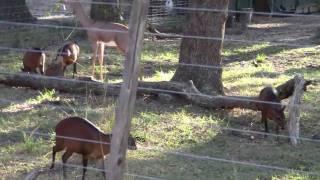 preview picture of video 'Lowry Park Zoo: Lesser Kudu and Duiker'