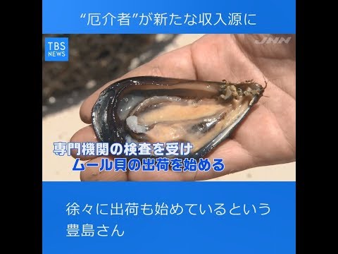 貝類養殖 - 定義