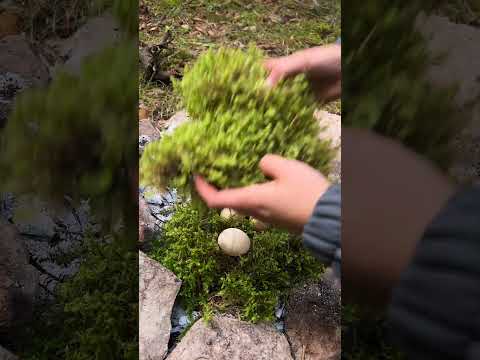 Wow! It was cool! #camping #survival #bushcraft #outdoors #cook #cooking