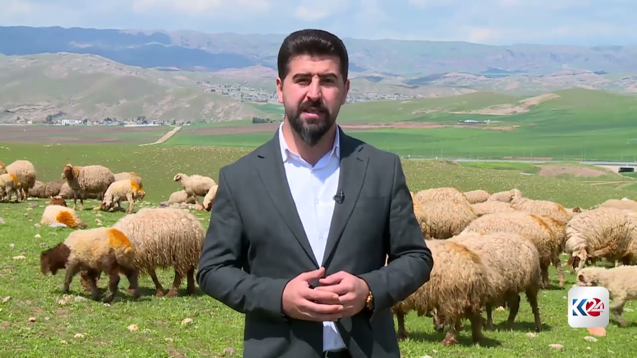 ڤیدیۆ | بارانبارین سوودی زۆری به‌ ئاژه‌ڵداران گه‌یاندووه‌