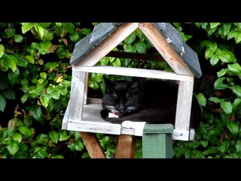 Cat with Bad Table manners?