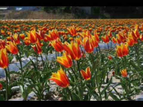 Nasiba Abdullayeva - Laleler - Tulip Slide Show