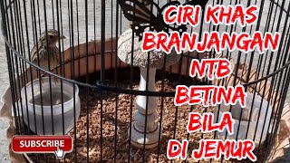 Download lagu Ciri khas branjangan betina ntb bila di jemur mp3 Download lagu Ciri khas branjangan betina ntb bila di jemur mp3