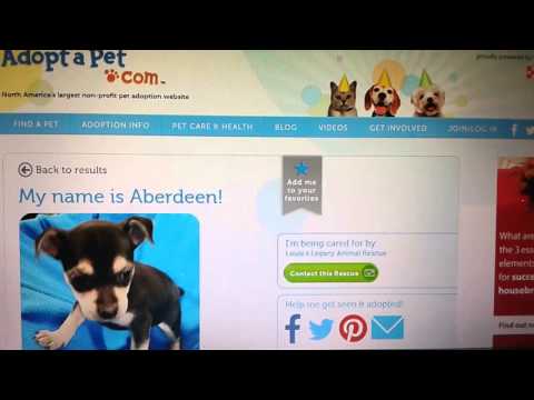 How To Adopt A Rescue Pet Online by Nyle Lynn