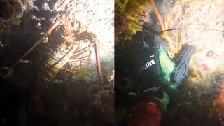 Lobster Catch & Release