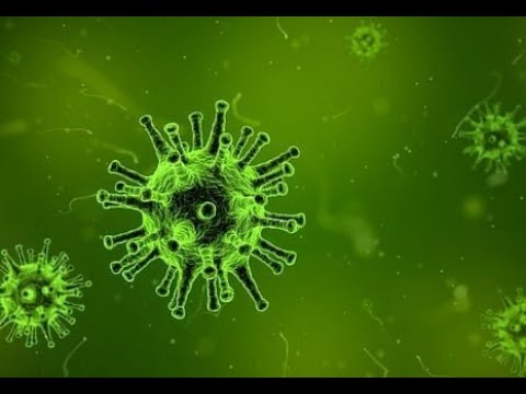 Helmint gazda immunrendszere