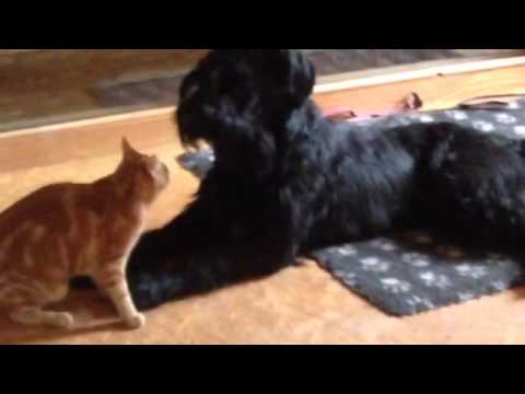 Chris spielt mit seinem Freund