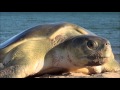 APN Cape York Rangers - Turtle Management Program