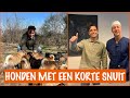 Gevaren van honden met een korte snuit ? | DierenpraatTV