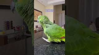 Papagaios Falantes - Bom dia Amor