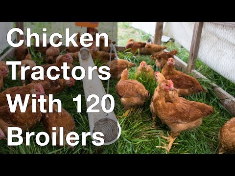Chicken Tractors Hold 120 Broilers