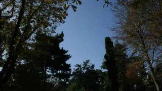 Chi Coltrane - the tree