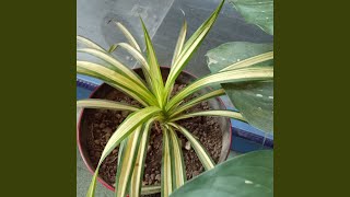 Download lagu Senyum Polos Menghangatkan Hari mp3 Download lagu Senyum Polos Menghangatkan Hari mp3