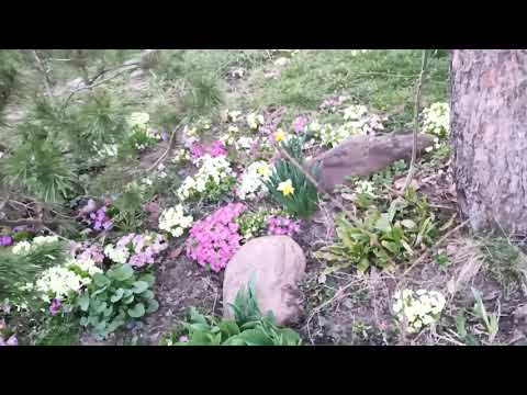 Spring in the garden/ Пролет в градината