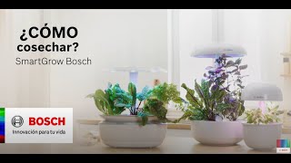 Bosch ¡Así puedes podar y cosechar tus plantas de SmartGrow! anuncio