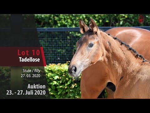 Westfälische Online Auktion 23. - 27. Juli: Lot 10 Tadellose Stute v.Tobago Z - Peppermill