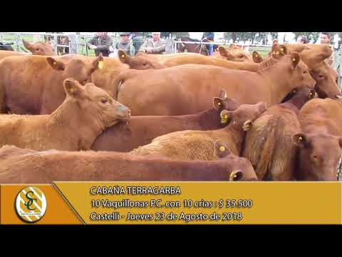 23-08-18 Venta de Vaq. P.C. y P.R. con crìa - Cabaña TerraGarba - Castelli.