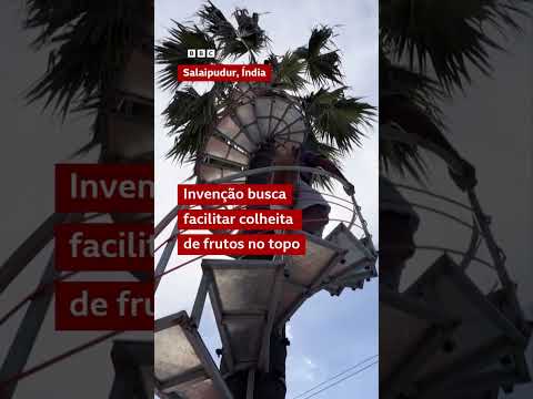 Agricultor instala escada em espiral de ferro ao redor de uma palmeira no quintal de casa na Índia