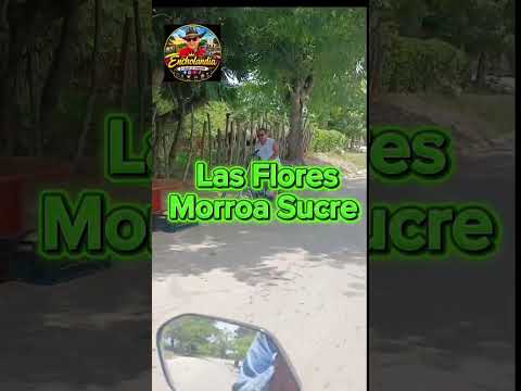 Las Flores Morroa Sucre