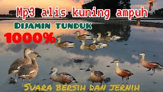 Download lagu SUARA PIKAT || BELIBIS ALIS KUNING, JAMINAN AMPUH. mp3
