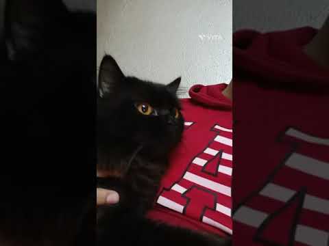 furry serious male cat 😺🐈😹