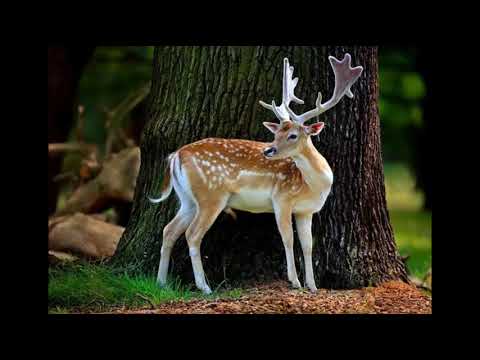 Beautiful Deer, wildlife, animals, jungles