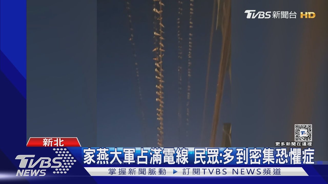 家燕大軍占滿電線　民眾：多到密集恐懼症