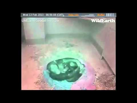 130214 Nina & Baby Boy: 110 Mins Before Cam Went Dark