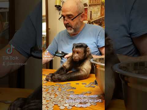 Buster The Capuchin Monkey Sorting Coins With Dad!