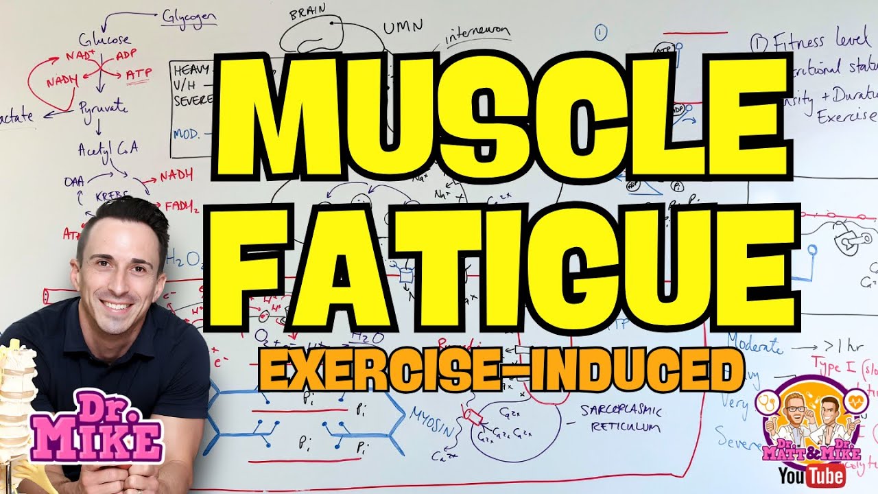 Muscle Fatigue | Exercise-induced