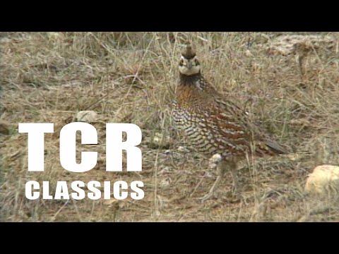 Saving the Bob White Quail (Texas Country Reporter)