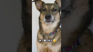 おはようまるちゃん🌞#雑種犬 #犬のいる暮らし #保護犬 #愛犬がいる暮らし #犬のいる生活 #元野犬