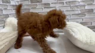 トイプードルの動画02