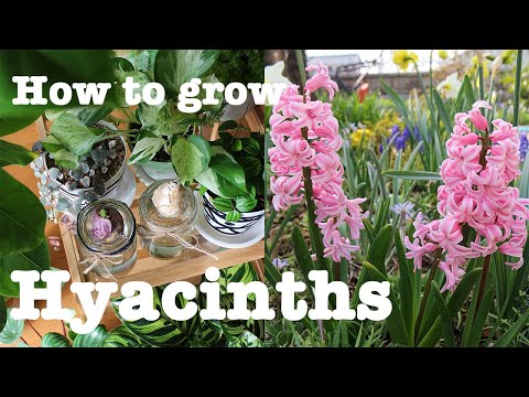 ヒヤシンスのメンテナンス