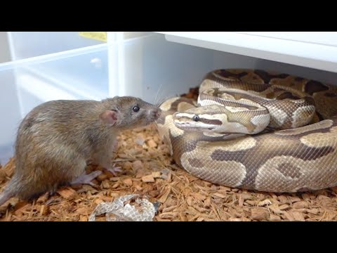 爬虫類を寄せ付けない匂い ヘビに対する漂白剤の使い方 庭の家の匂い 忌避剤を引き寄せる アドバイス ヒント 庭師 2023